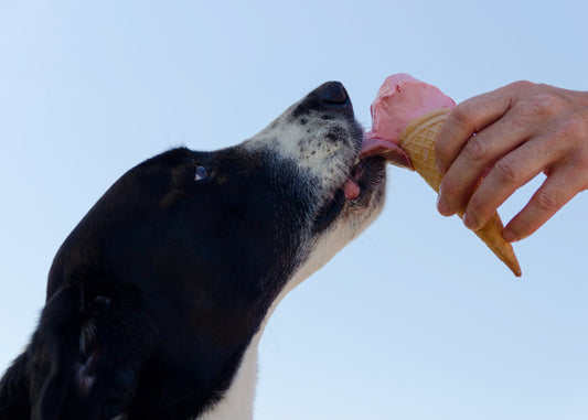 Unser Sommertipp: Hundeeis selber machen